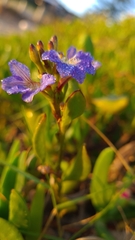 Scaevola calendulacea
