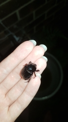 Pentodontini
