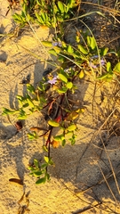 Scaevola calendulacea