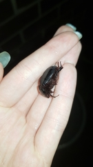 Pentodontini