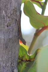 Anolis distichus
