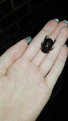 Pentodontini