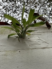 Catasetum integerrimum