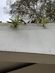 Catasetum integerrimum