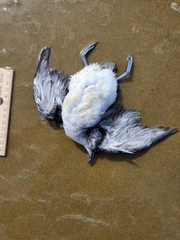 Pelecanoides urinatrix