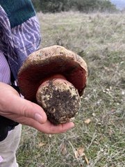 Rubroboletus