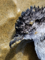 Pelecanoides urinatrix