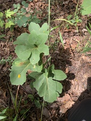 Silphium compositum