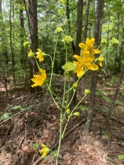 Silphium compositum
