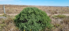 Nitraria billardierei