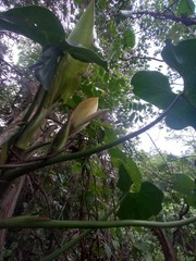 Philodendron cordatum