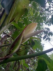 Philodendron cordatum