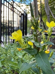 Oenothera