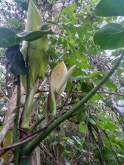Philodendron cordatum