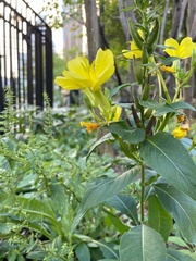Oenothera