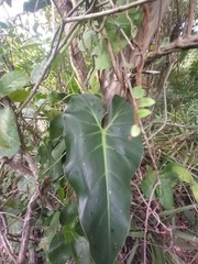 Philodendron cordatum