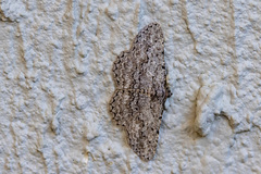 Psilosticha absorpta