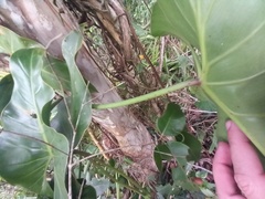 Philodendron cordatum