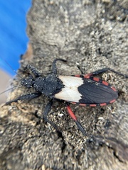 Microtomus purcis