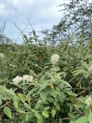 Croton heliotropiifolius