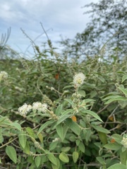 Croton heliotropiifolius