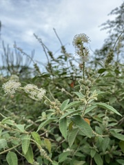 Croton heliotropiifolius