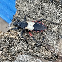 Microtomus purcis