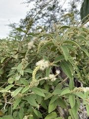 Croton heliotropiifolius