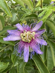 Passiflora cincinnata