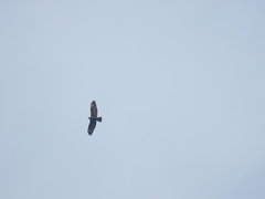 Buteo rufinus