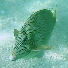 Prionurus laticlavius