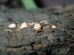 Sphaerobolus stellatus