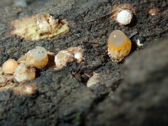 Sphaerobolus stellatus