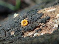 Sphaerobolus stellatus