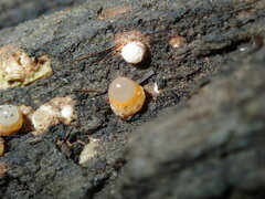 Sphaerobolus stellatus