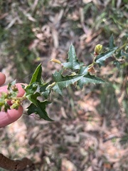 Podolobium ilicifolium