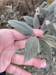Frangula californica tomentella