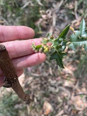 Podolobium ilicifolium