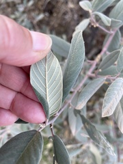 Frangula californica tomentella