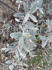 Frangula californica tomentella