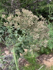 Eupatorium pubescens