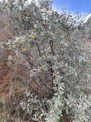 Frangula californica tomentella