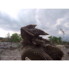 Phrynosoma taurus