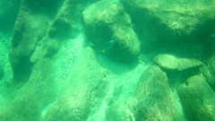 Prionurus laticlavius