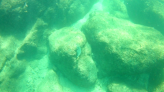 Prionurus laticlavius