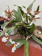 Rhynchostele rossii