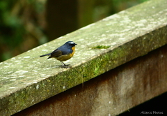 Ficedula hyperythra innexa