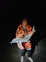 Callorhinchus milii