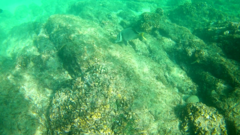 Prionurus laticlavius