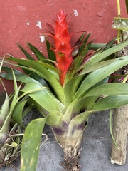 Tillandsia imperialis